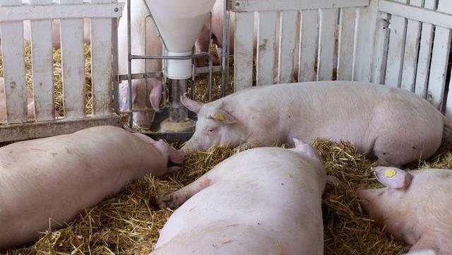 7月18日猪价:趋稳,下跌区域减少,20日有望止跌回升,真的吗?