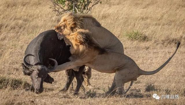 狮子捕食野牛罕见一幕,野牛能对抗一头雄狮,却难敌四头雄狮攻击