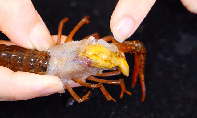 小龙虾的头部到底是虾屎还是虾黄呢?很多人没弄明白,别再分不清