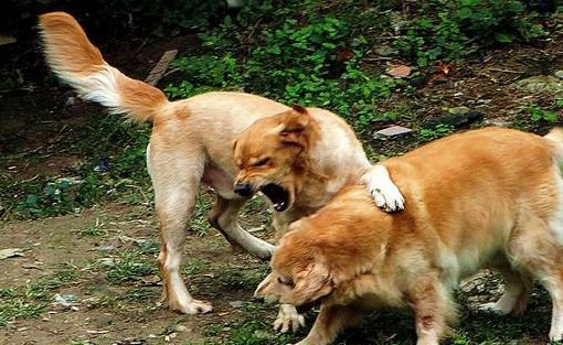 两只狗结伴玩耍,一前一后,相依相偎,场面非常的和谐