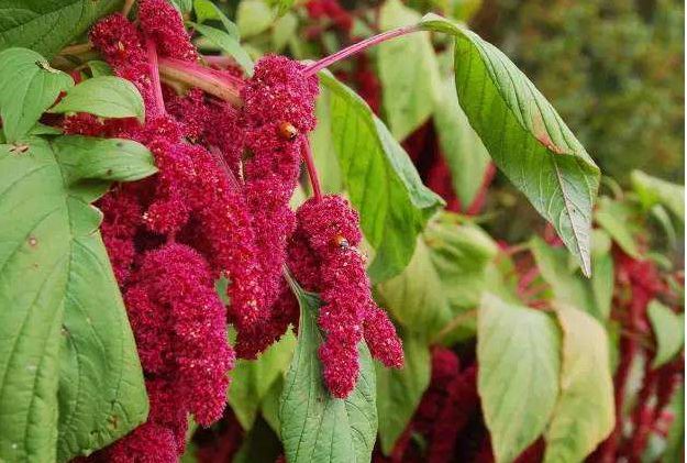 的花色具有梦幻神秘的色彩,寓意为勤劳|修道院|尾穗苋|花语_新浪新闻