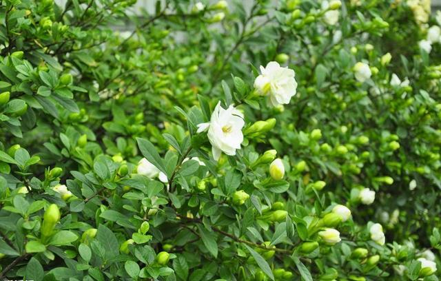 3种特殊的花,每次盛开只开白花,纯洁无瑕富贵|栀子花|白莲花|昙花