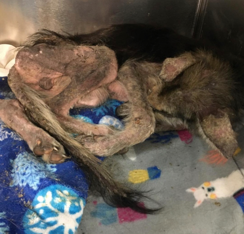 "当初嘲讽我捡了一只干尸狗的人,现在都打脸了……"