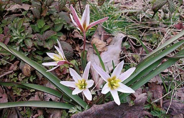 学识中华本草山慈菇