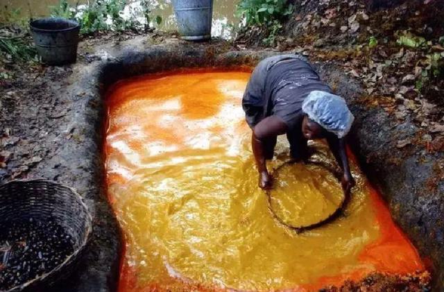 油制作方式,看完隔夜饭都要吐出来了|食用油|棕榈果|池子_新浪新闻