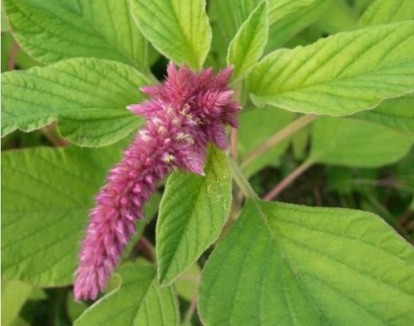 的花色具有梦幻神秘的色彩,寓意为勤劳|修道院|尾穗苋|花语_新浪新闻