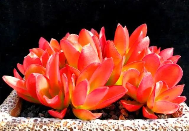 养多肉火祭,打好2个基础,常做3件事,夏季也能火红鲜亮