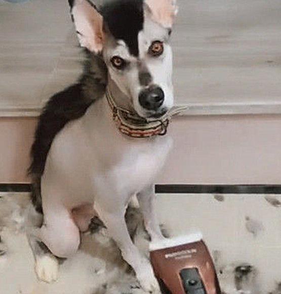 因嫌弃二哈掉毛,主人把哈士奇剃成哈士驴,求二哈心理阴影面积