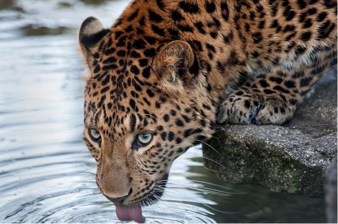野生华北豹亮相山西,它是中国特有物种,很凶猛却逃不过人类捕杀