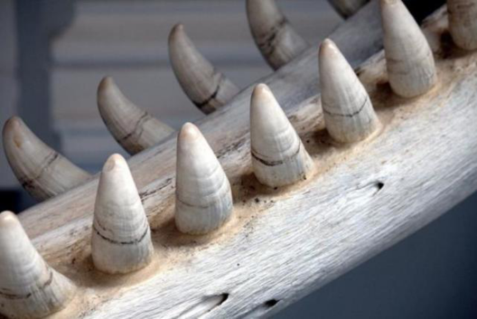 蜗牛为什么是牙齿最多生物将其放大1千倍画面让人起鸡皮疙瘩