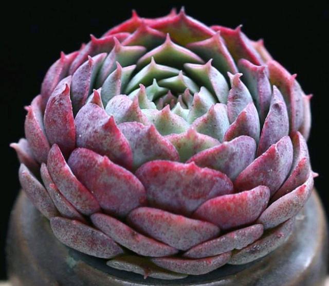 多肉植物"朱砂痣"名字不仅好听,家中养一盆不仅美观还招财哦!