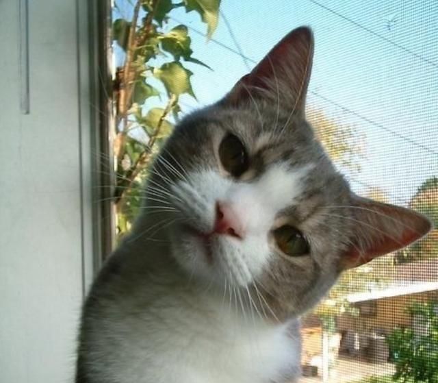 你为什么喜欢歪着头?有五个原因,后一个要注意