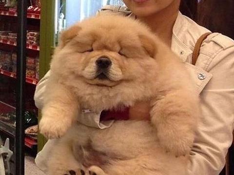养松狮犬是种什么体验？虽说吃得多，却能拿命保护你|松狮|松狮犬|狗狗_新浪新闻