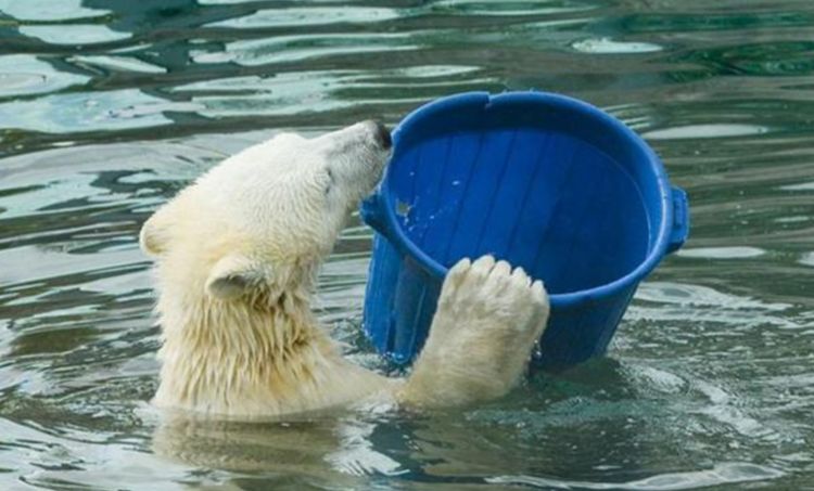 男子动物园看到北极熊,见它拿起桶喝水,让他乐了|北极熊|动物园|水桶