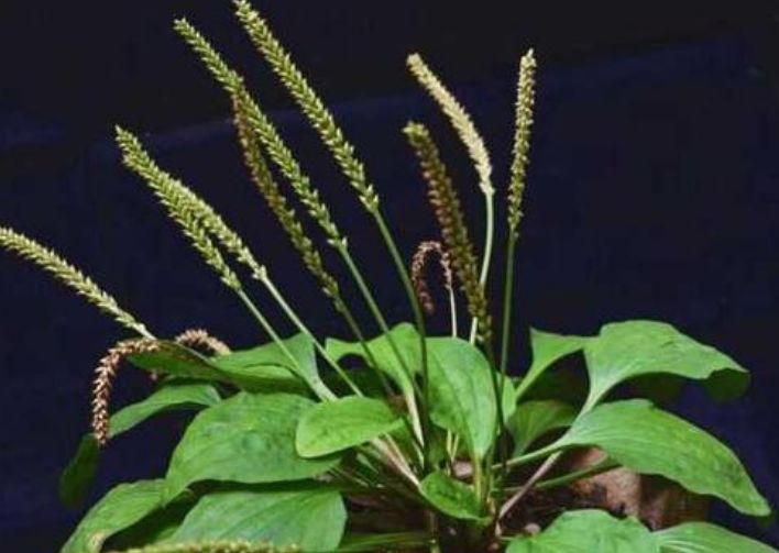 车前草除了祛痰止咳,还有3种宝贝功能,老人多吃延年益寿!