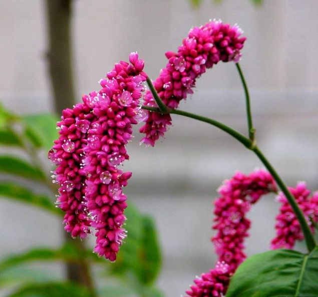的花色具有梦幻神秘的色彩,寓意为勤劳|修道院|尾穗苋|花语_新浪新闻