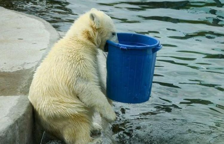 男子动物园看到北极熊,见它拿起桶喝水,让他乐了|北极熊|动物园|水桶