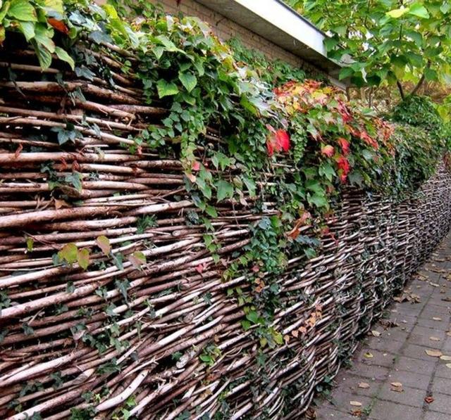 暑假回农村表哥家串门,一进院就被篱笆墙吸睛了,这小院真带劲!