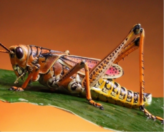 2020年蝗虫频繁来袭,研究发现,它们在向人类传达重要信息