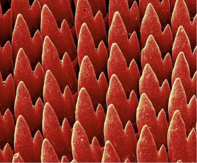 蜗牛为什么是牙齿最多生物将其放大1千倍画面让人起鸡皮疙瘩