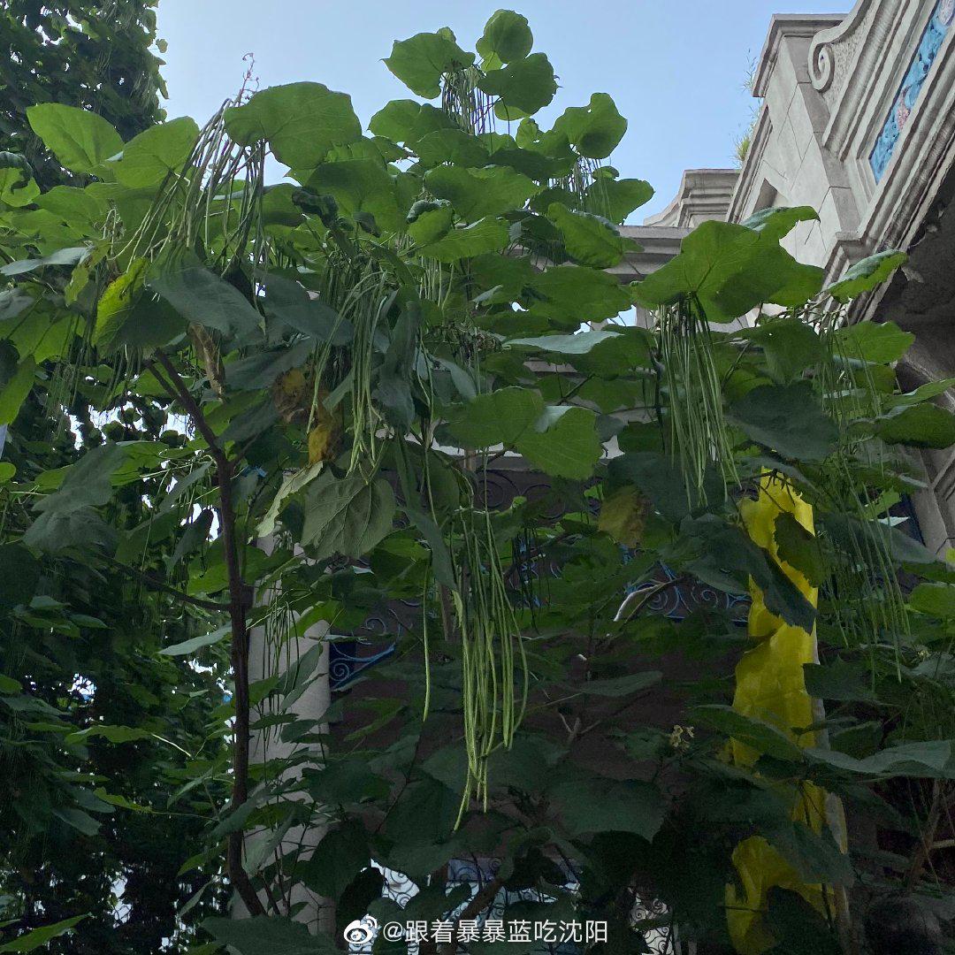 小时候总觉得这树上长的是豇豆