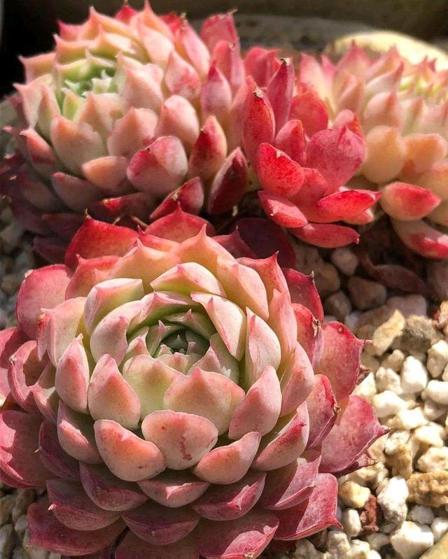 多肉植物"朱砂痣"名字不仅好听,家中养一盆不仅美观还招财哦!