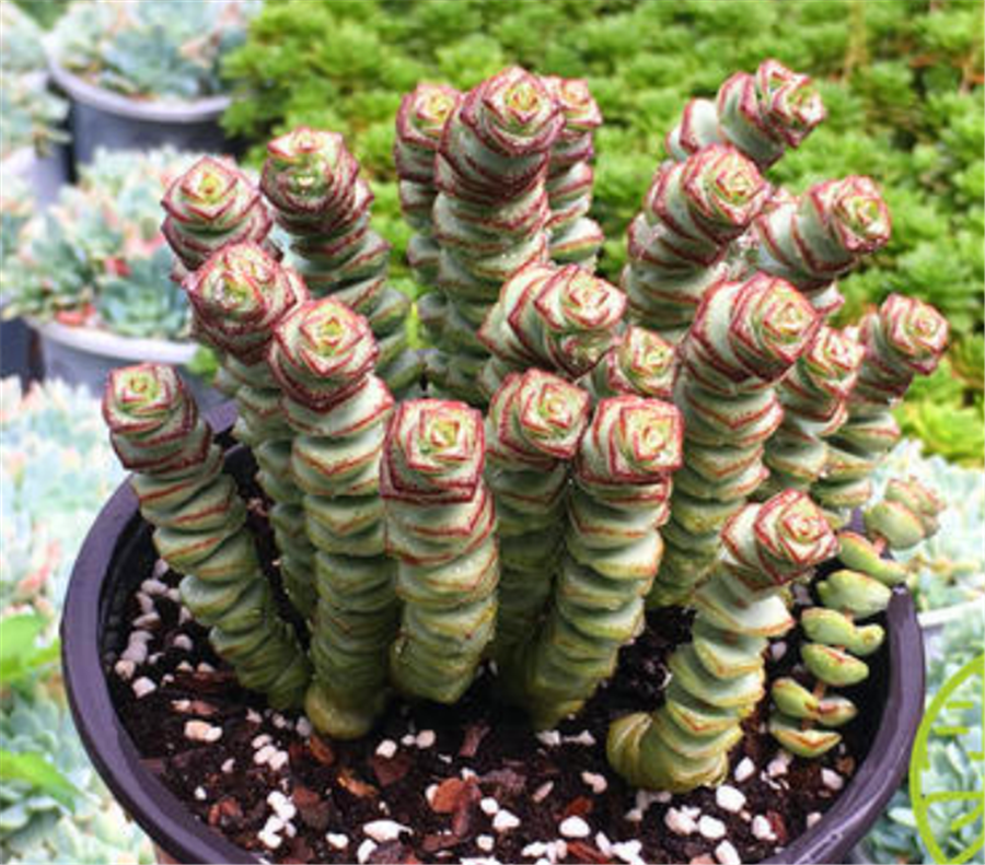 养多肉钱串不能太宠溺3个技巧外加经常折腾上色爆盆很轻松