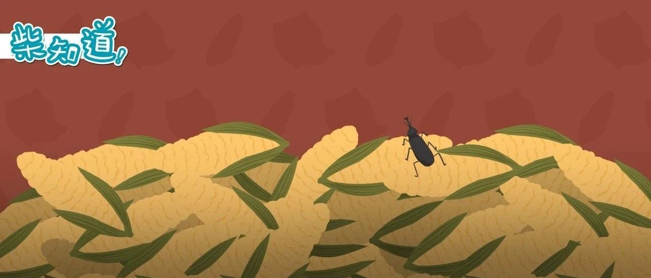 如何为14亿人储备粮食?中国的储备粮够吃多久? | 图文_新浪新闻