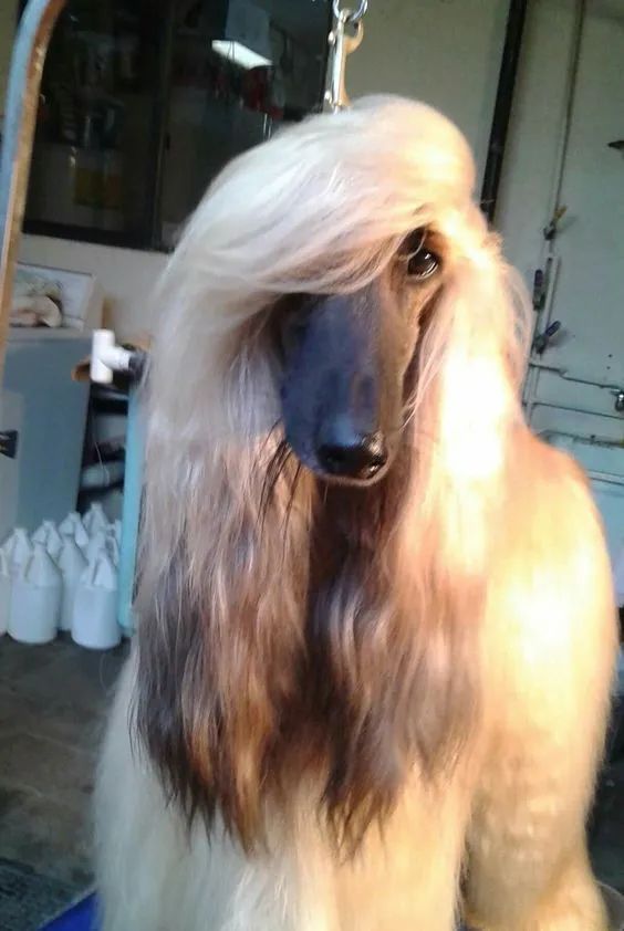头发比我多系列阿富汗猎犬是什么绝世美狗