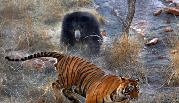 老虎不自量力招惹上了天敌的孩子,不战而败的结果也是活该!