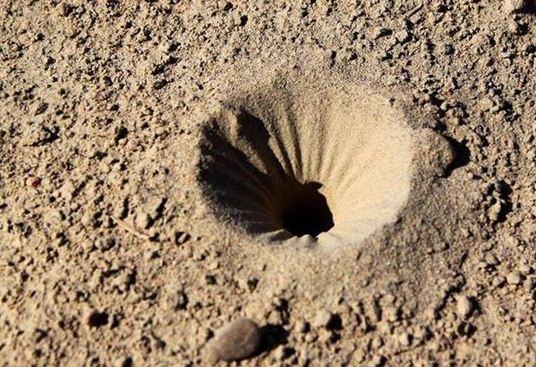 农村青年从地里挖出一种"狮子",干重竟卖到4000多块钱一斤|蚁狮|虫子