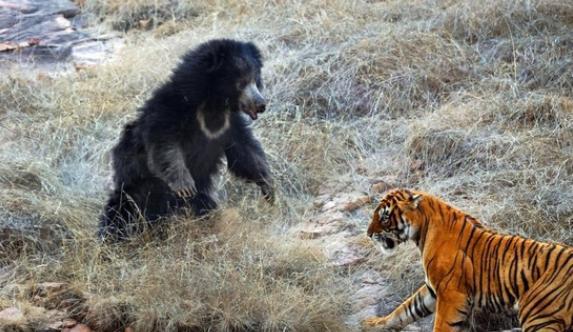 老虎不自量力招惹上了天敌的孩子,不战而败的结果也是活该!