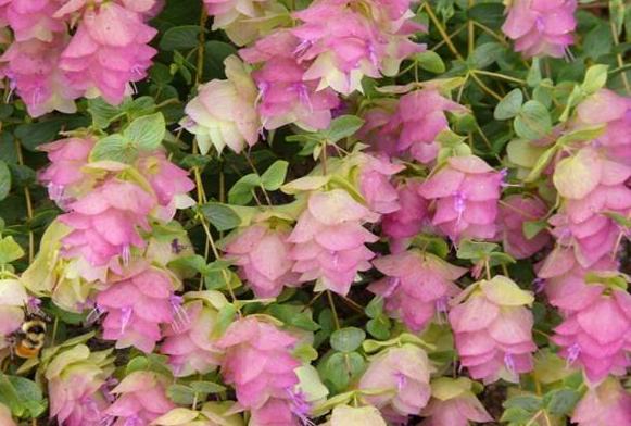 夏秋盆栽观赏牛至,该如何提升花朵品质,数量?多小心5方面!