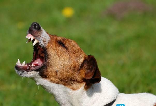 小建议:养成这种性格和主人的放纵有关,所以要及时制止狗狗的吠叫行为