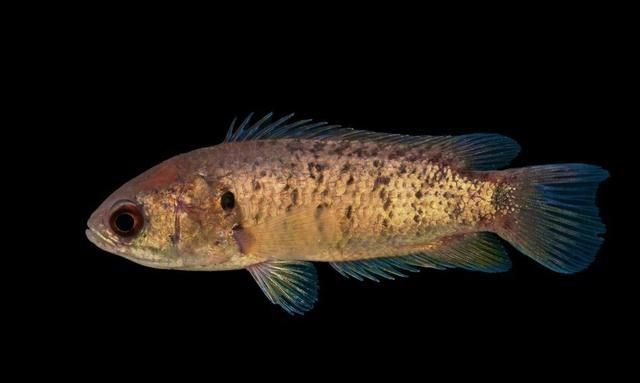 养殖新途径:会爬树的鱼悄然引爆市场,养殖会爬树的鱼有钱赚|海南|攀鲈