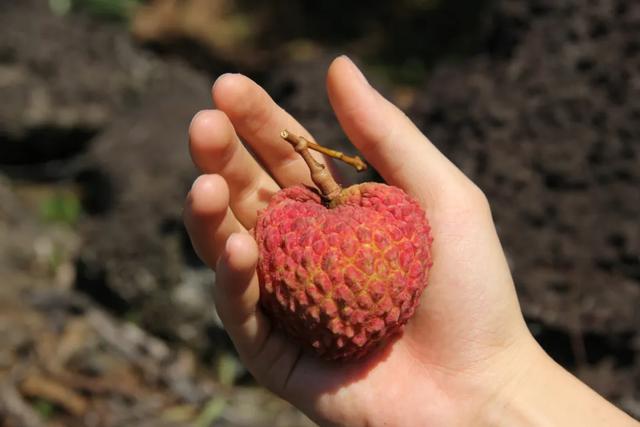 最大的荔枝是什么样比鸡蛋还要大