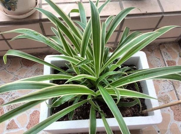 吊兰喜潮湿的环境,但这只限于水培的环境,需要大家做到勤换水,而土培