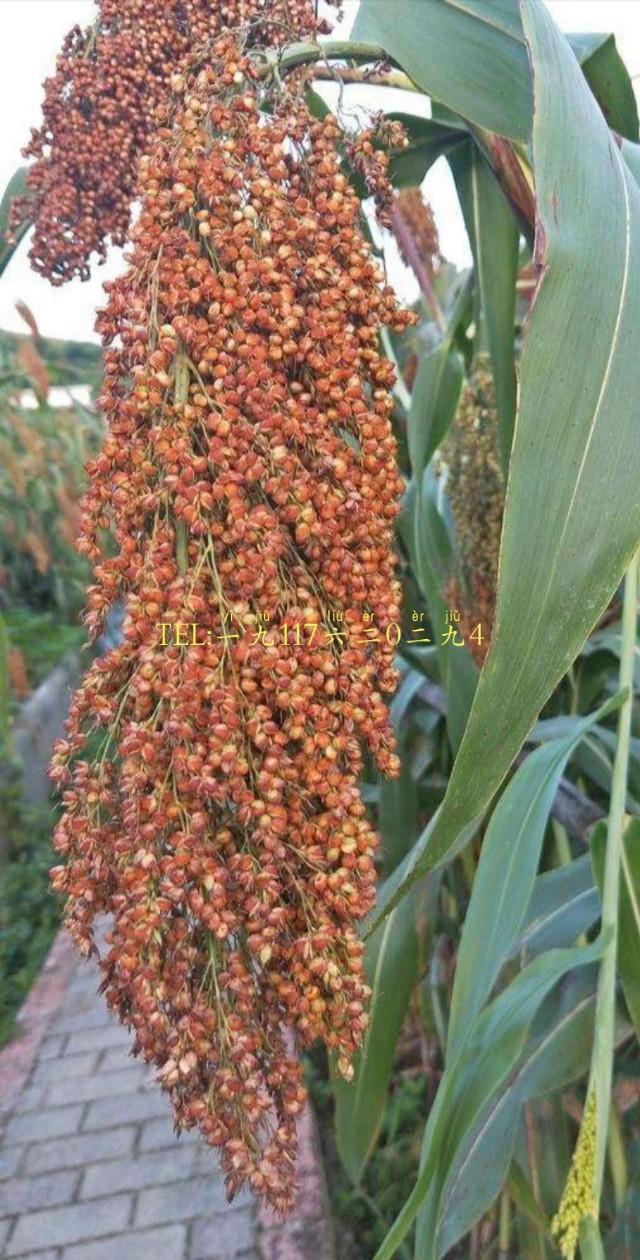 高粱与酒的故事