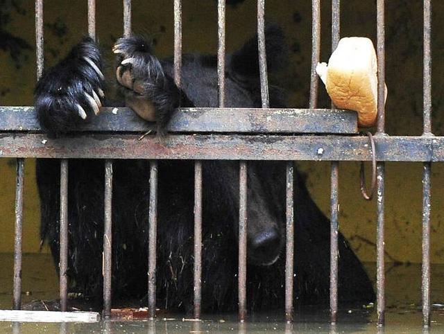 实拍动物园遭大洪水,黑熊被困笼中!最后那个绝望的眼神