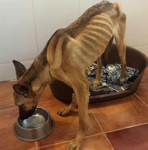 主人出差一个月,狗狗饿得瘦骨如柴,像白骨精,恢复原貌后太帅了