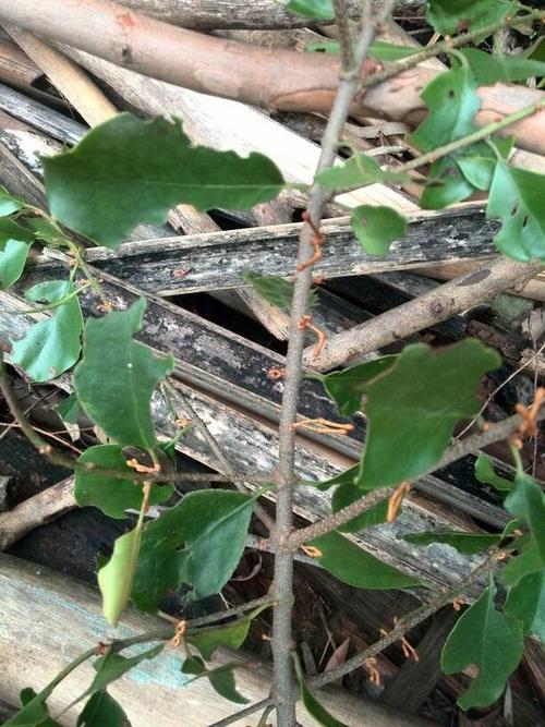 榕树上的"寄生植物",你都知道有哪些吗?虽看着碍眼但是用处大