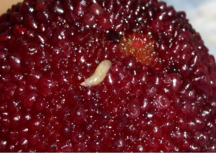 杨梅里面真的有虫吗?放大1000倍后,它们看起来像外星生物|果蝇|杨梅|