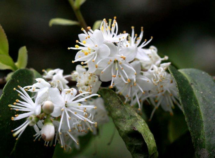 花瓣散发着沁人心脾的幽香,十分精致妖异|幽香|山矾|叶片_新浪新闻