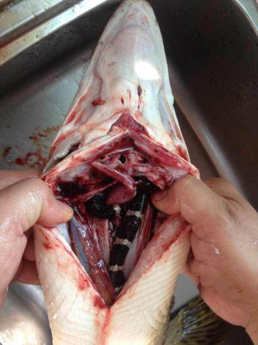 男子河里抓到一条大鱼,剖开肚子发现这条东西吓懵了