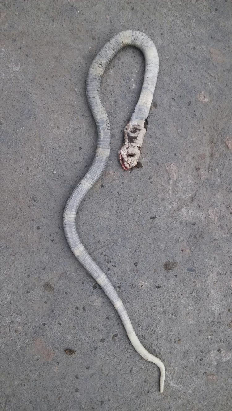 男孩虐蛇惹来杀身之祸,奶奶这一做法被化解