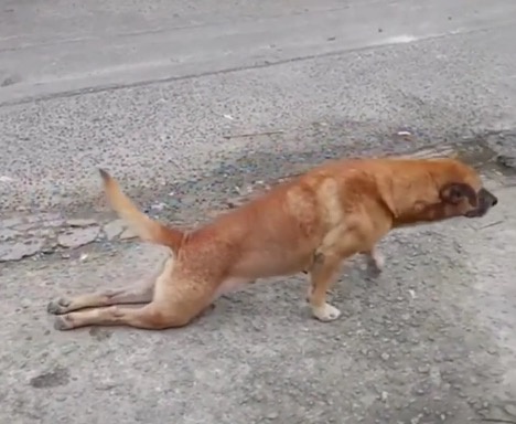 流浪狗被車撞斷後腿好心男子送獸醫站獸醫搖頭不治一腳踹向狗