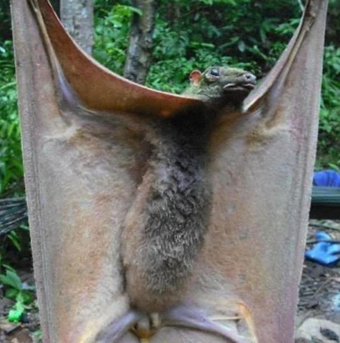 小哥森林里捕猎捕到一只超大的蝙蝠懂行人的一定他懵了