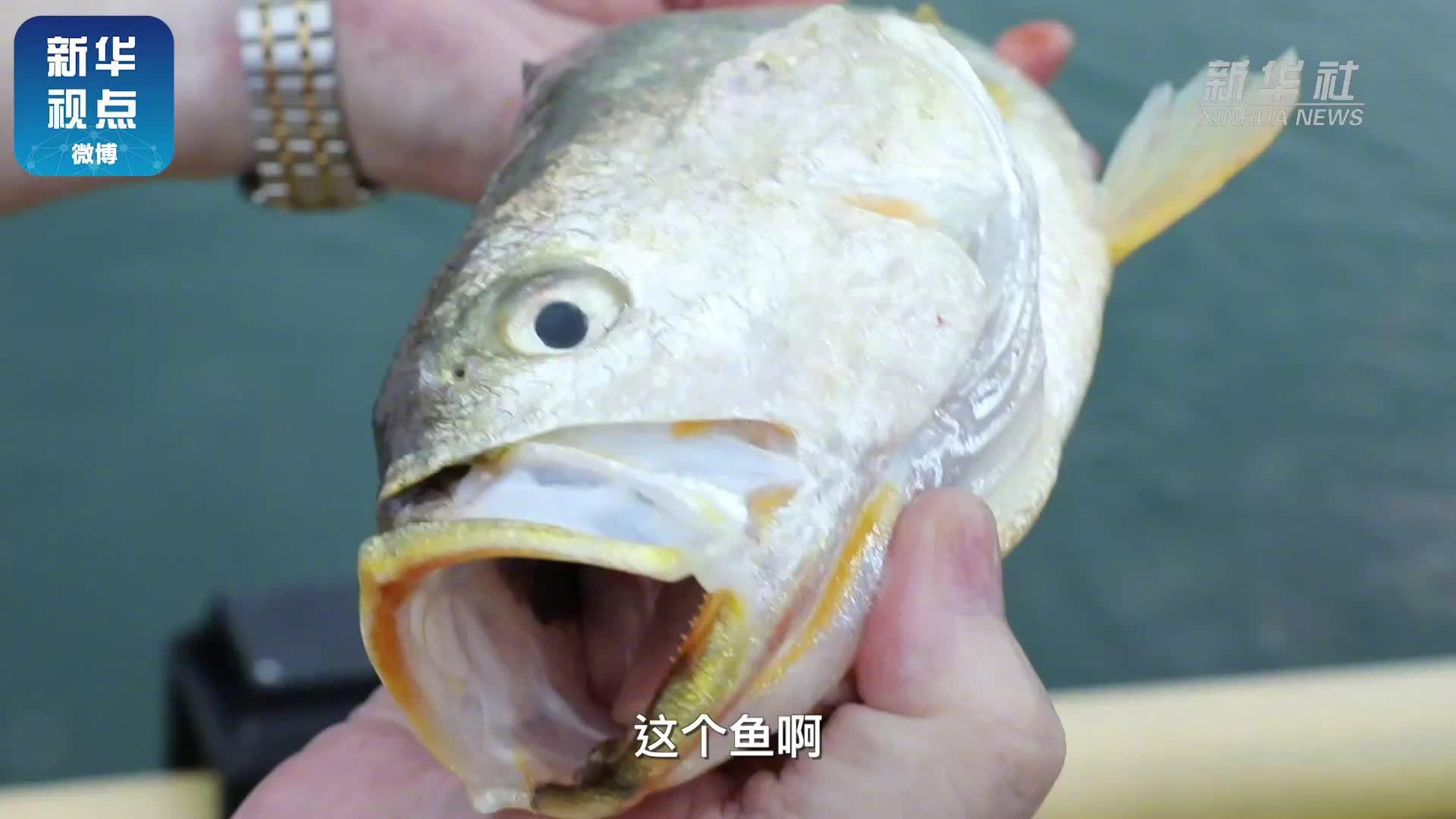 好吃,还会呱呱叫的鱼,你见过吗?