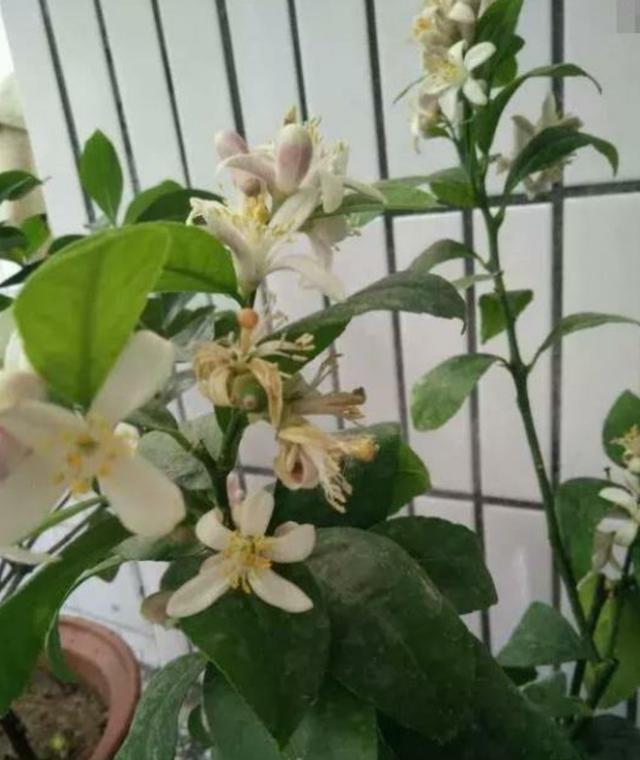 盆栽柠檬开花了,抓紧做好两点养护,植株长势旺,不落蕾,果实大
