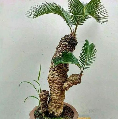 三叔家养了1盆日本进口的"龙鳞树",1年只长1片叶,太稀奇了!